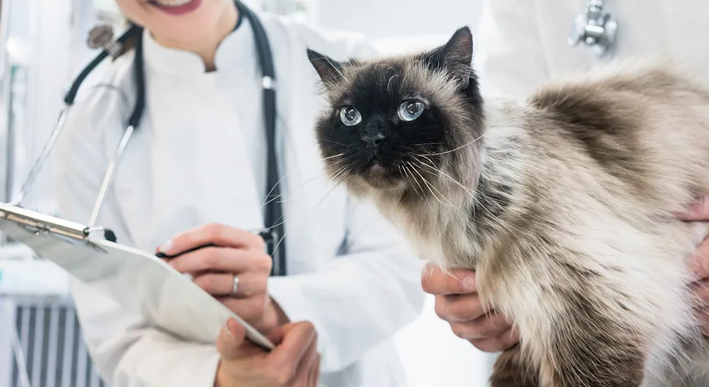Caring for Pets Since 1976: The Story of Central Oregon Animal Hospital